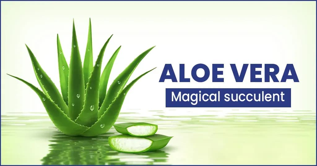 Surprising health benefits of Aloevera 