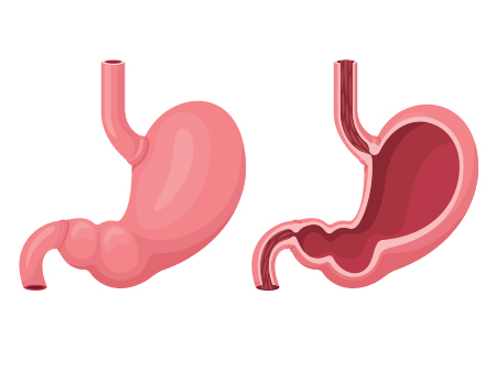 human stomach